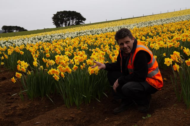 Spring Daffodils- 26.08.2021 