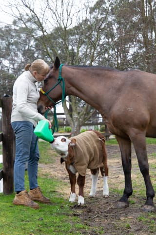 Horse & Calf - 26.08.2021  