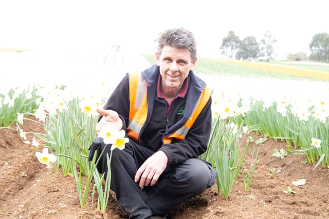 Spring Daffodils- 26.08.2021 