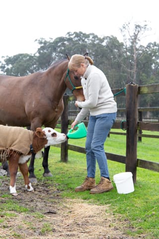 Horse & Calf - 26.08.2021  