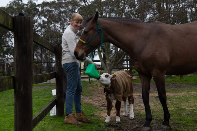 Horse & Calf - 26.08.2021  