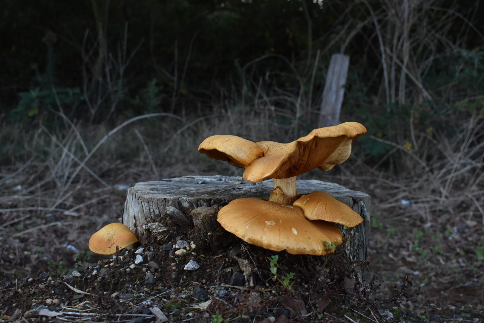 Matisse wins Gazette readers' photography competition