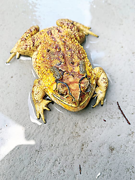 Exotic pest found