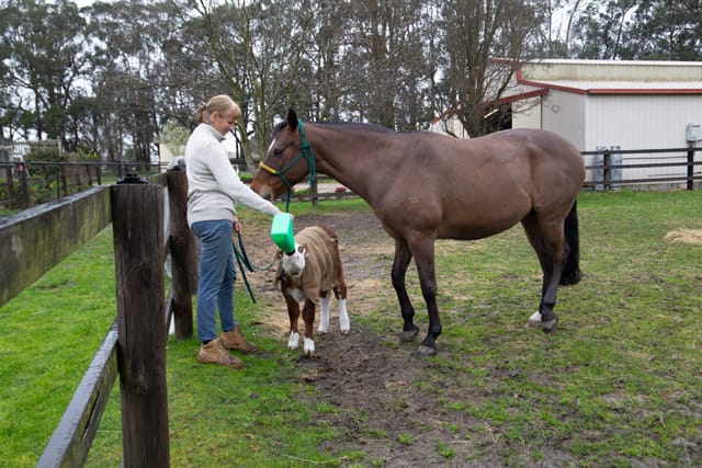 Horse & Calf - 26.08.2021  