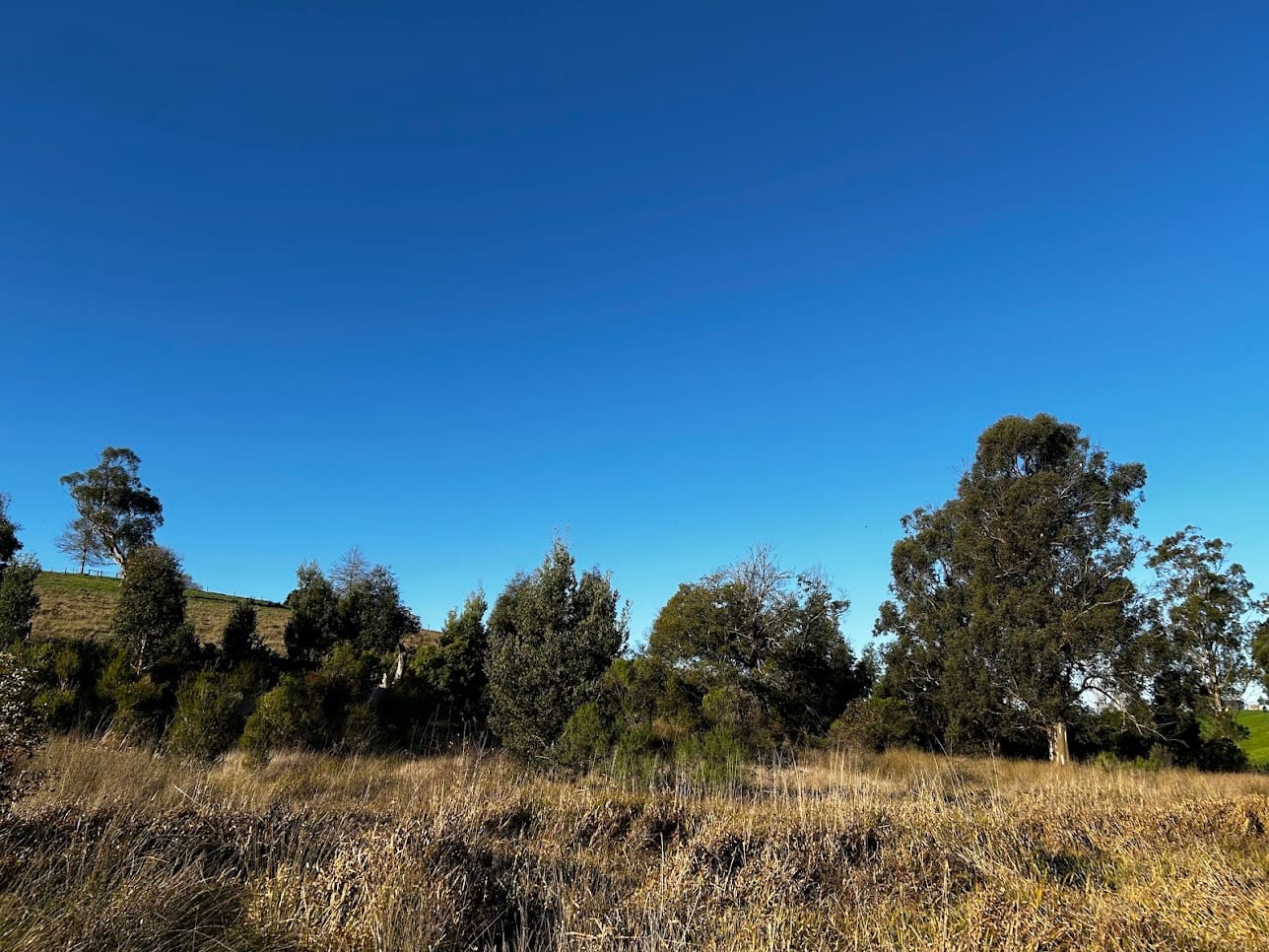 Revegetation in Neerim South