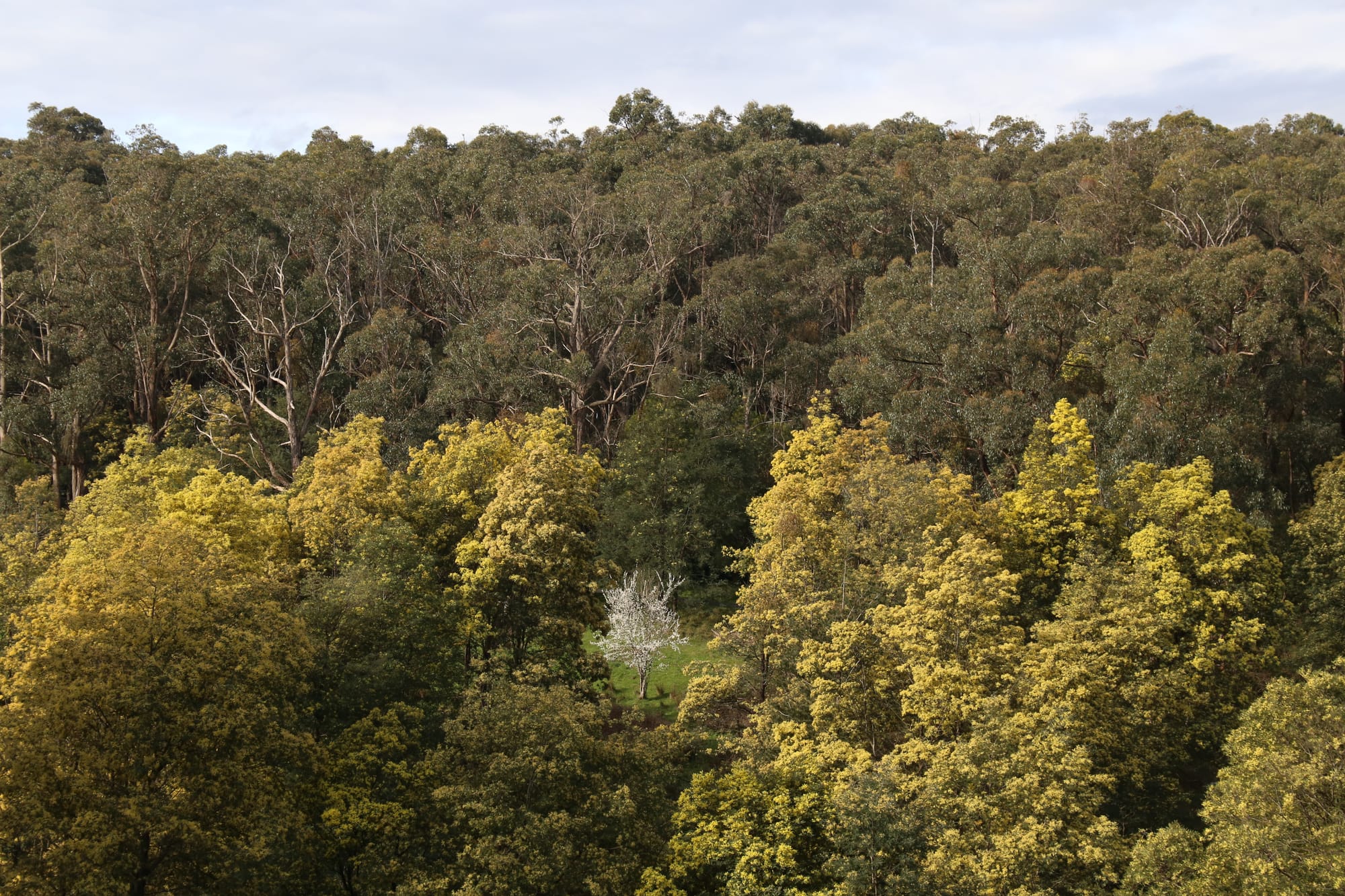 VicForests to expand local farm forestry