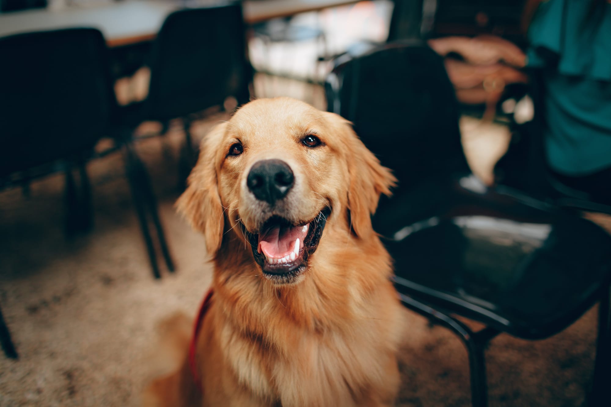 Protect dogs against ticks when travelling
