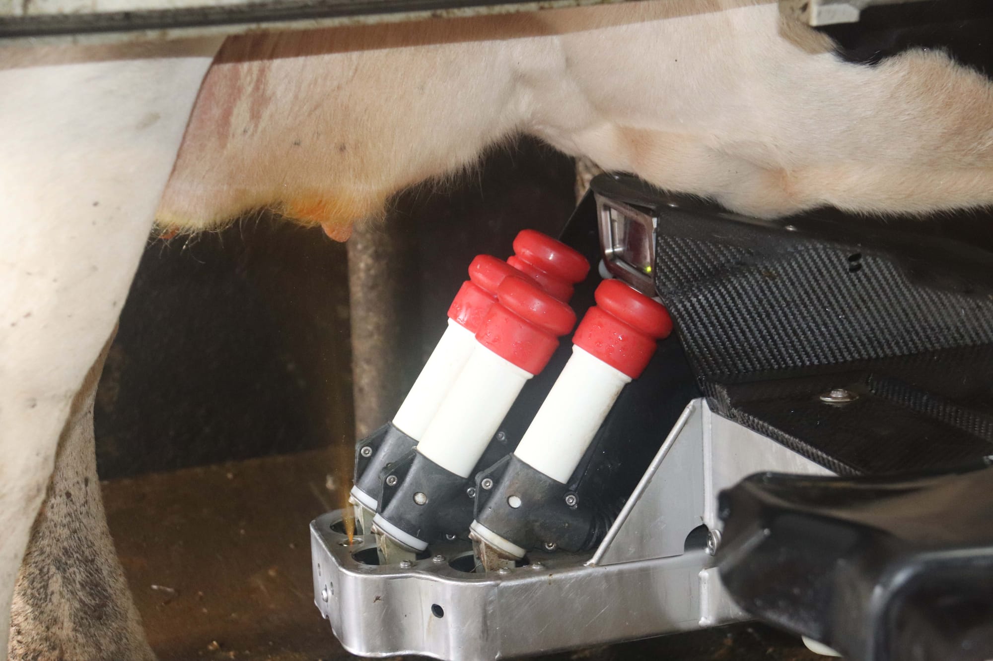 Robotic dairy - 15.03.2022