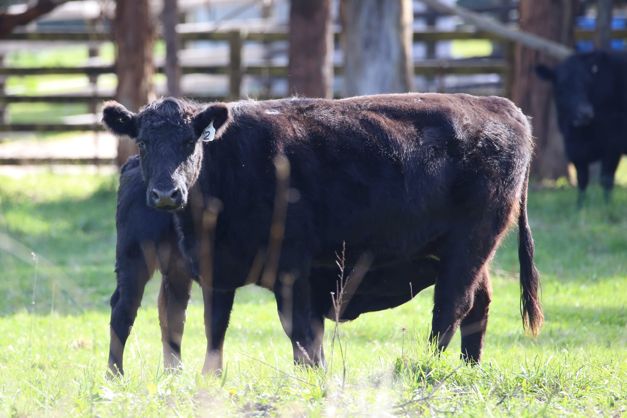 Regional saleyards at Longwarry a step closer