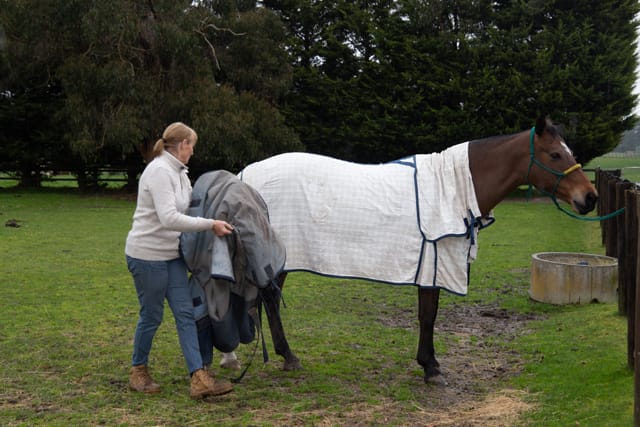 Horse & Calf - 26.08.2021  