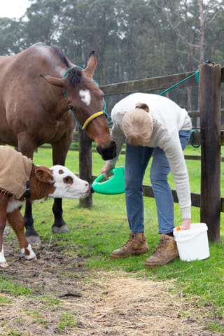 Horse & Calf - 26.08.2021  