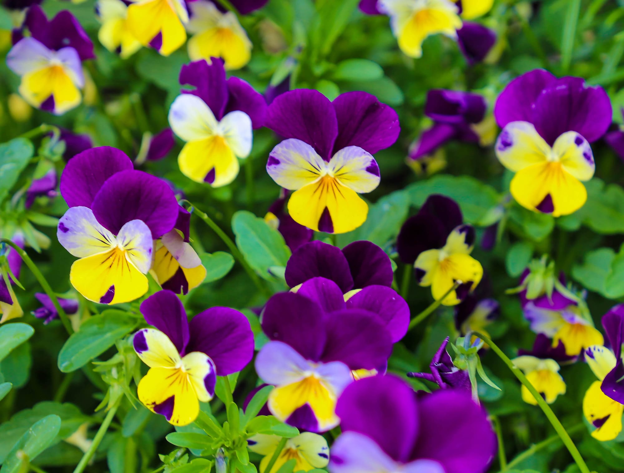 Taste of summer finally arrives