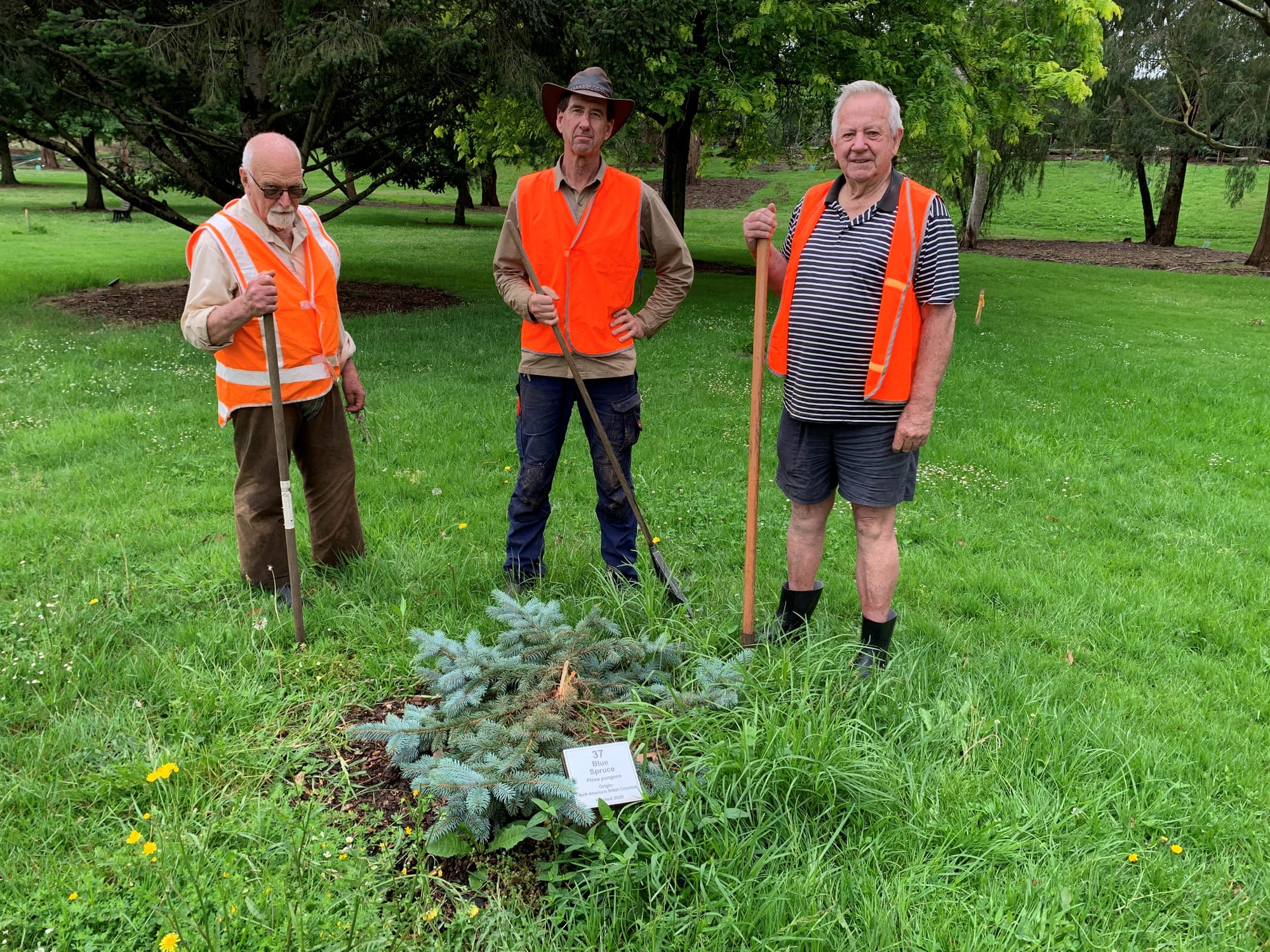 Scrooge destroys tree in Drouin park