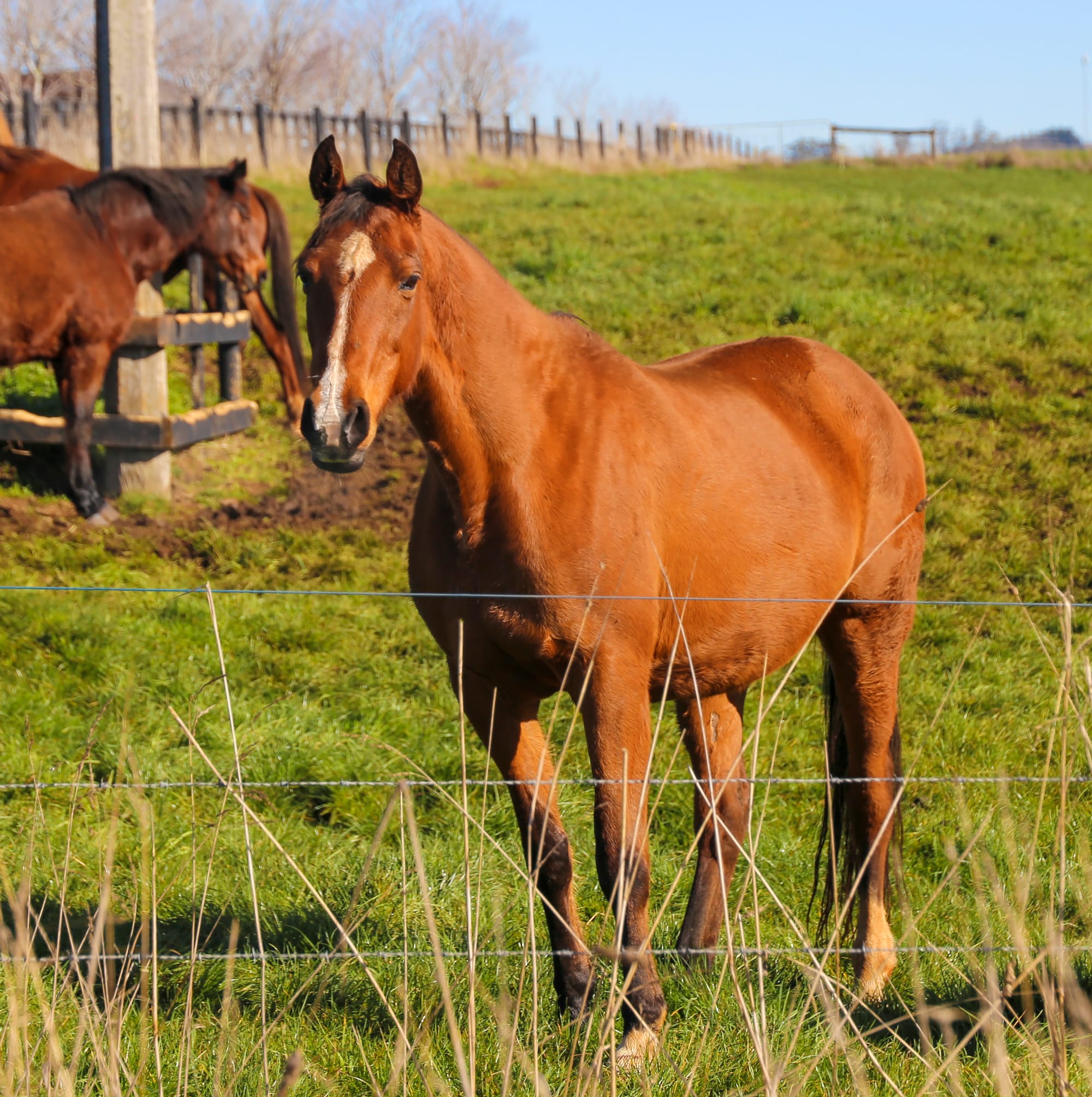Protecting horses and pigs