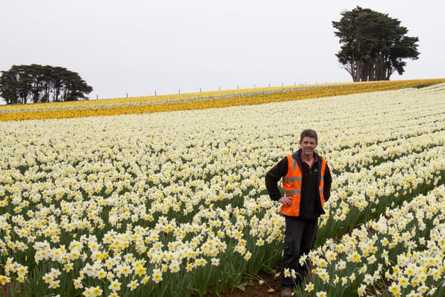 Spring Daffodils- 26.08.2021 
