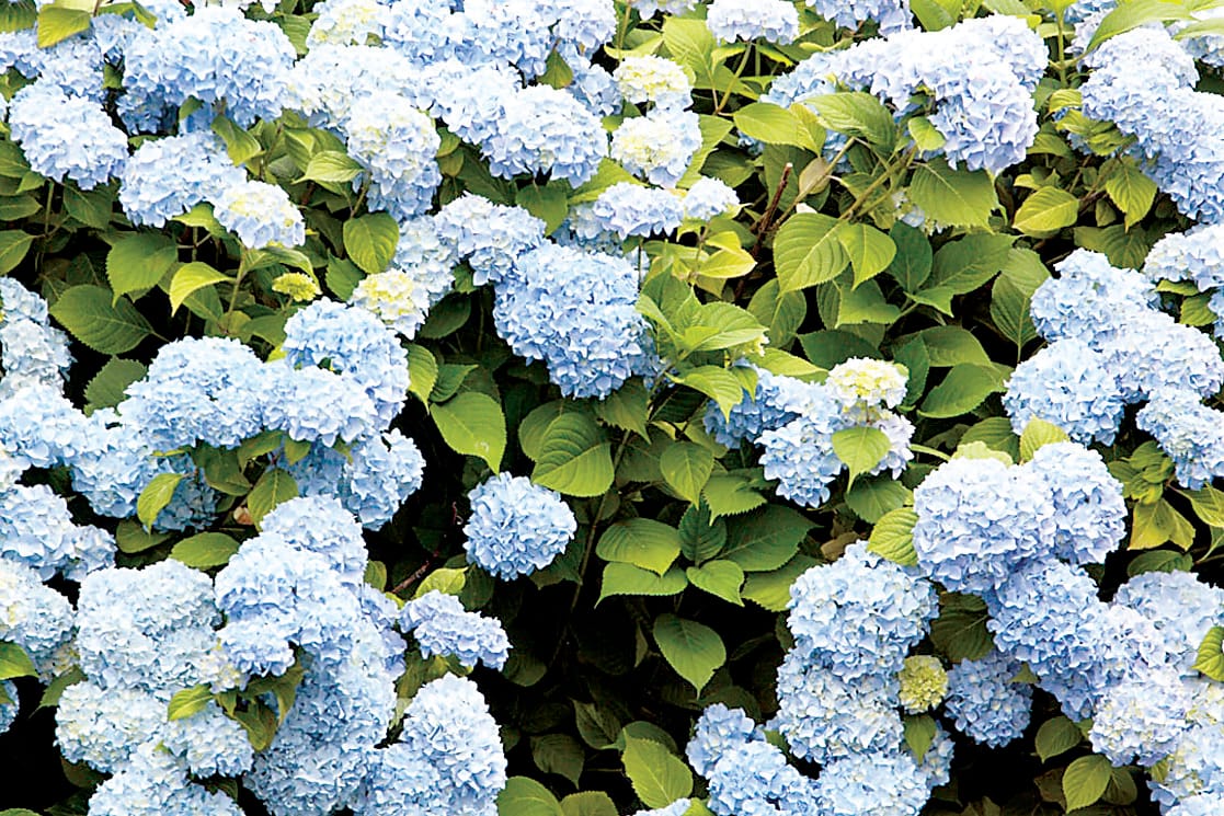 Hydrangeas an old time favourite