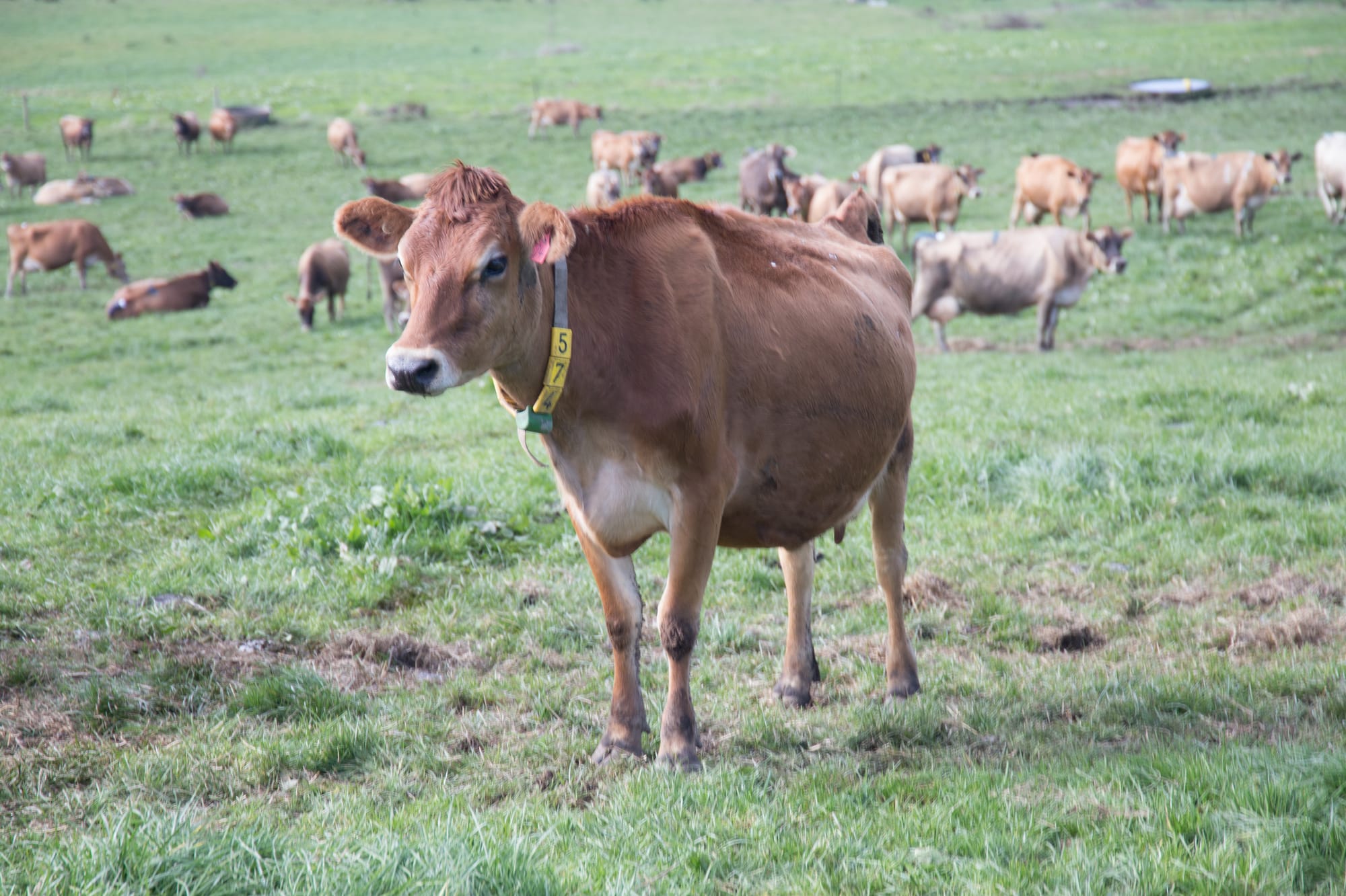 International dairy specialist returns