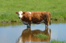 Heat stress in cattle