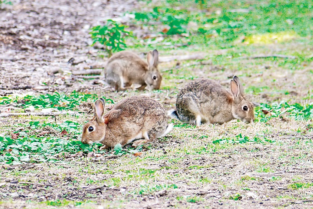 Parks overrun with rabbits