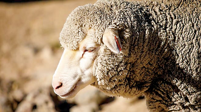 Shearing prevents welfare issues