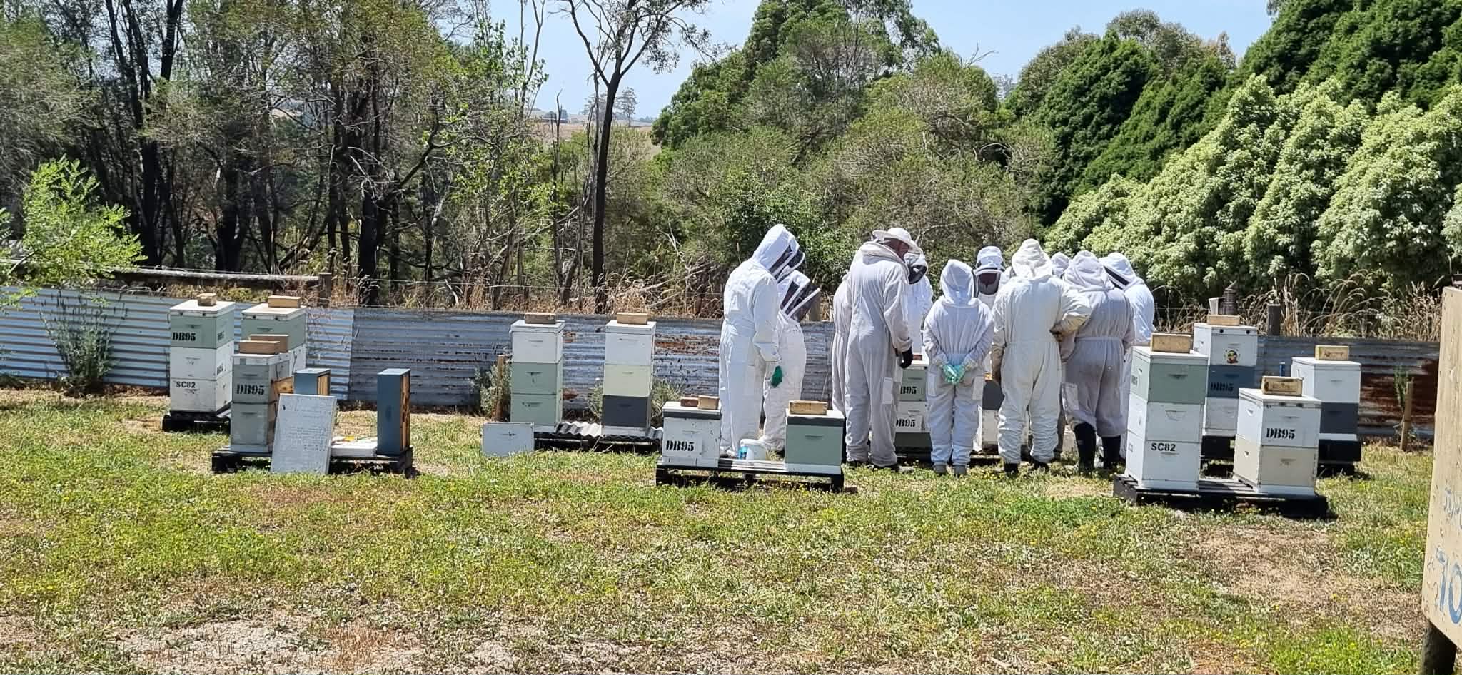 Destructive mite threatens local hives