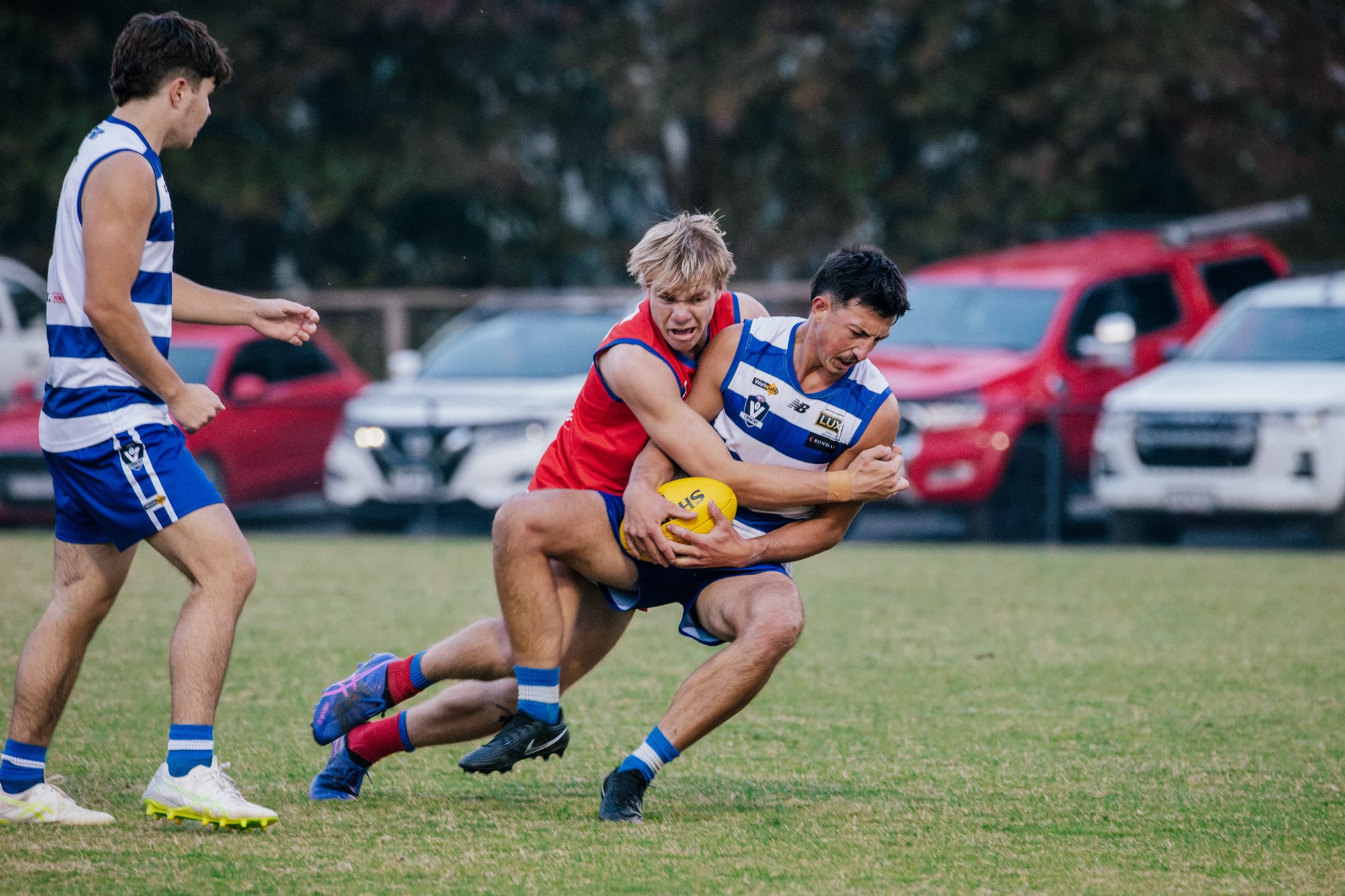 Lyrebirds punish inaccurate Cats