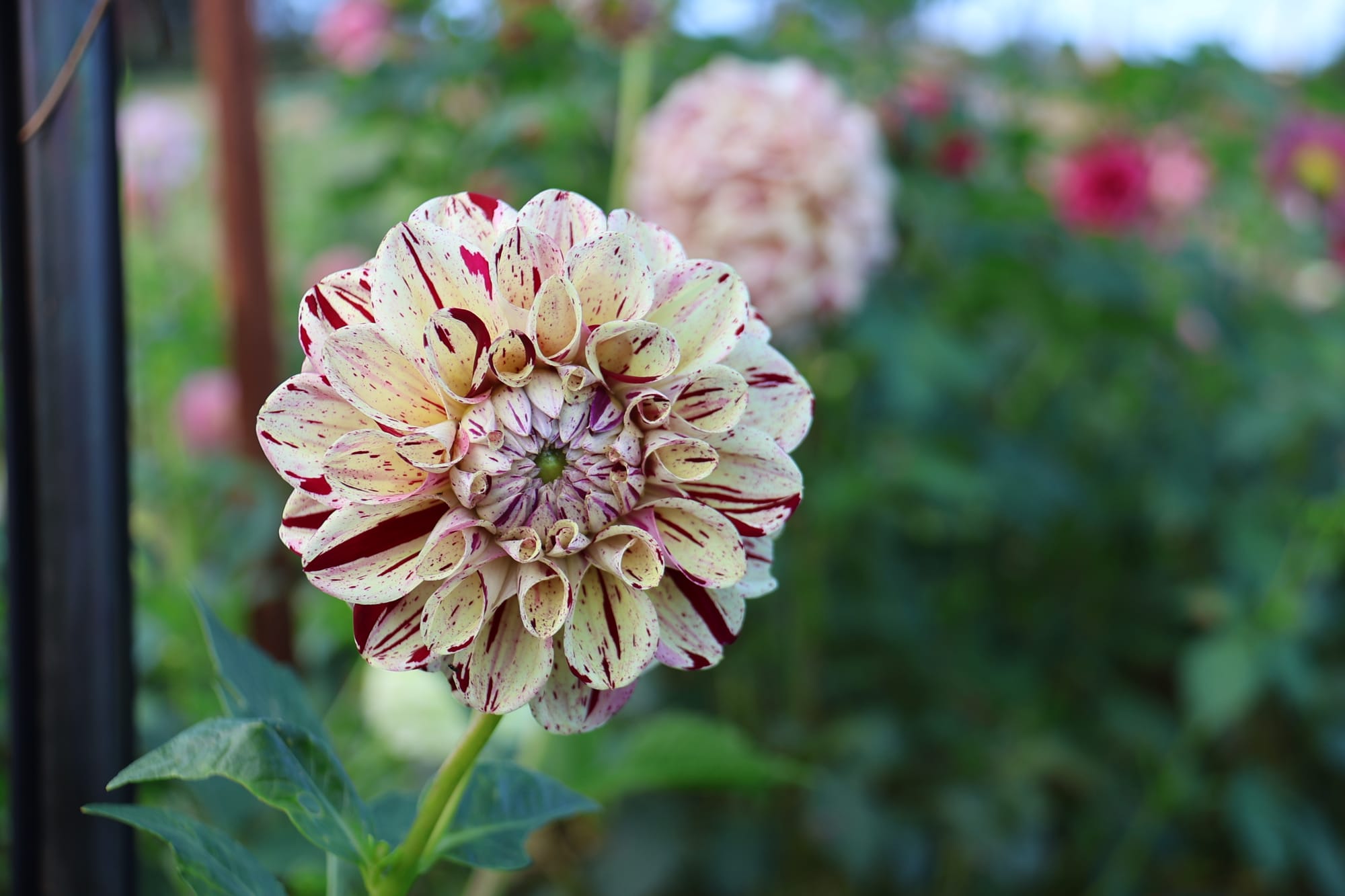 Sowing the seeds of a passion
