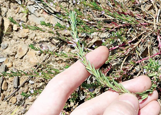 Suspect lesser loosetrike toxicity