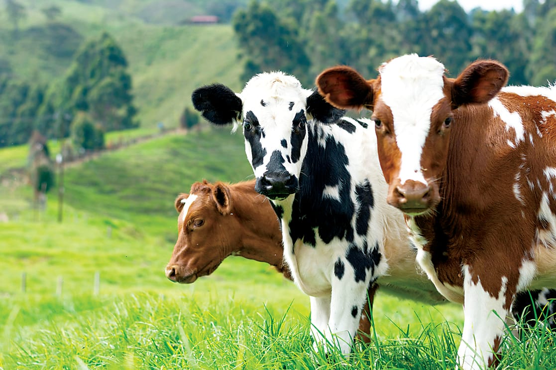 EU's livestock lesson to the world