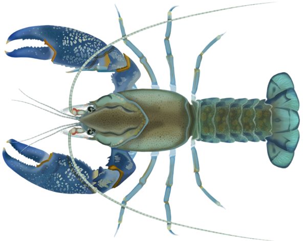 Trial for yabbie fishing