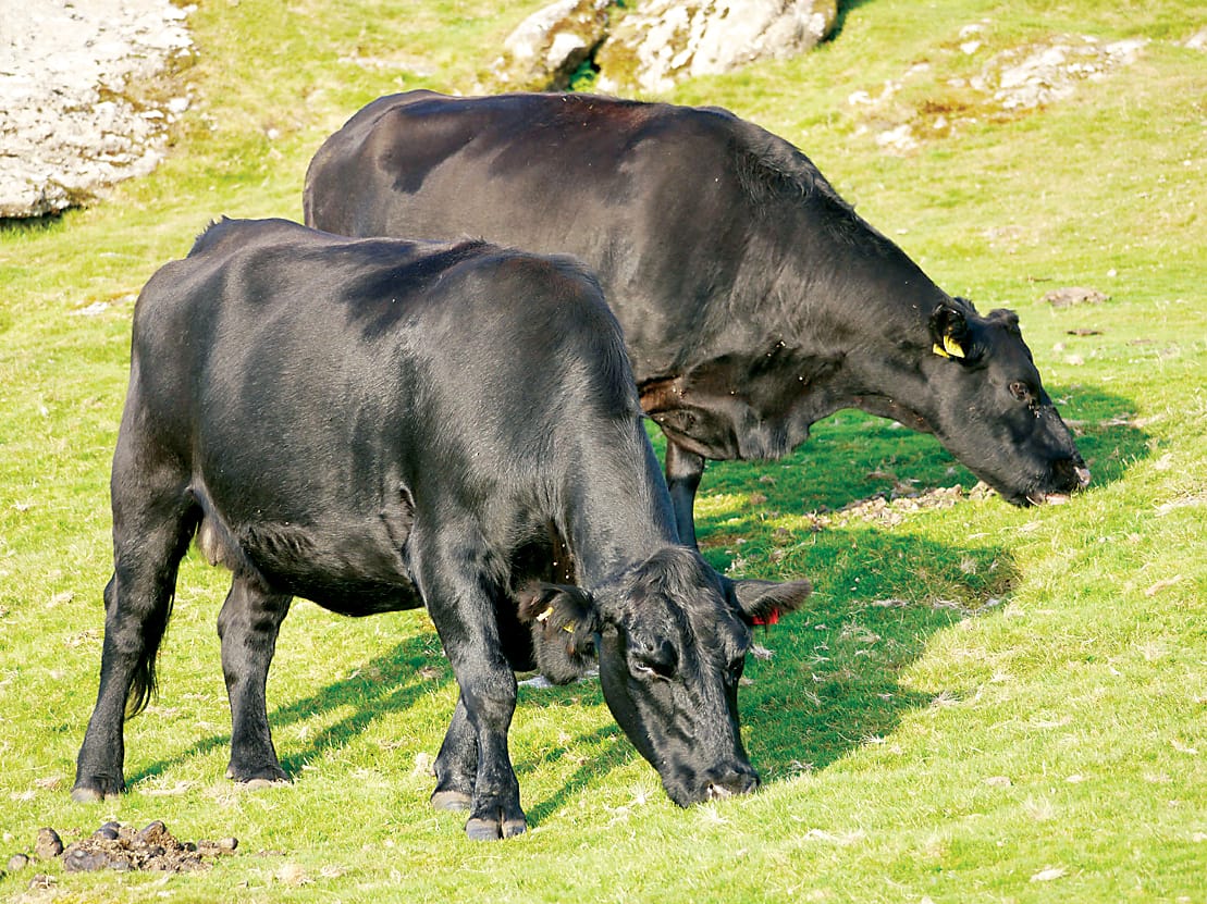 Research targets more milk from clover-rich pastures