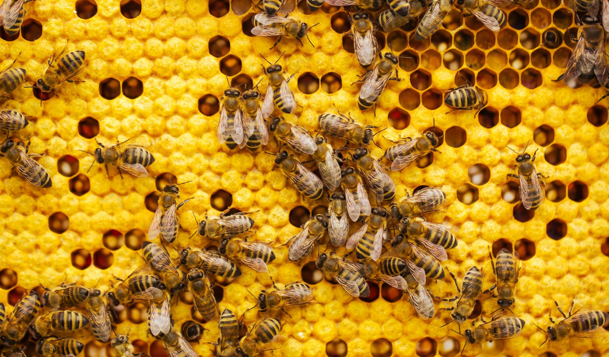 Getting on the front foot of varroa and viruses