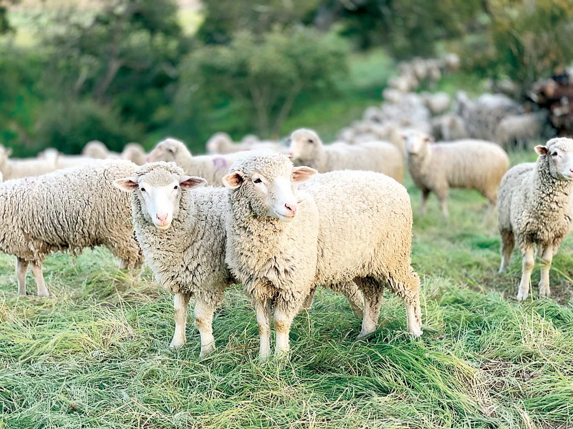 Monitoring worms is essential