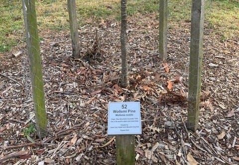 "Dinosaur tree" damaged in Drouin post image