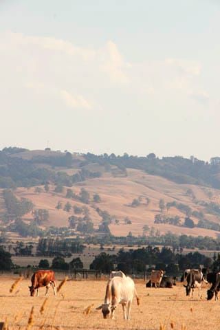 Dry Paddocks - 11.02.2025 post image