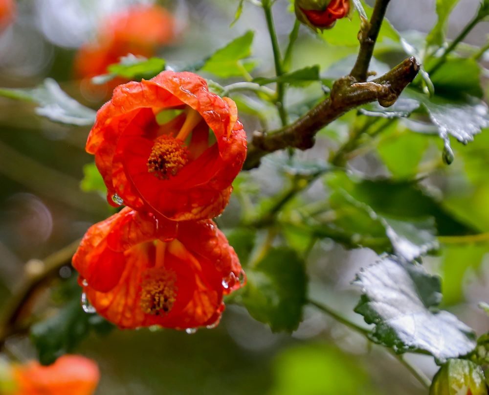 Musician's open garden a great success post image
