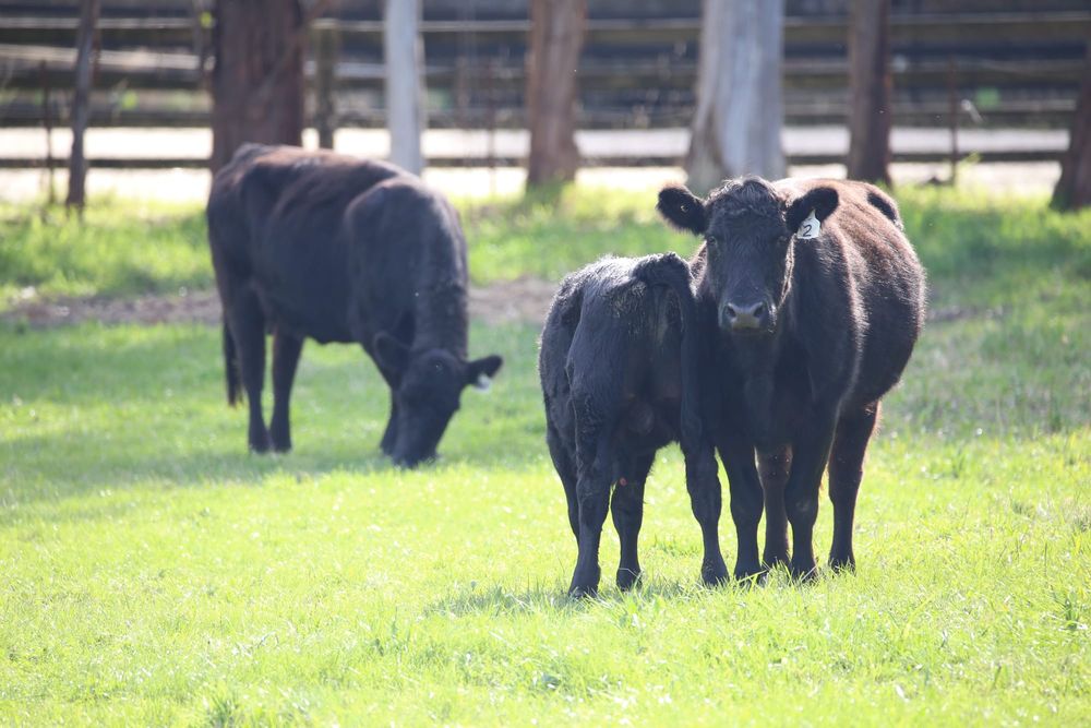 A rough winter coat on young cattle could be telling post image