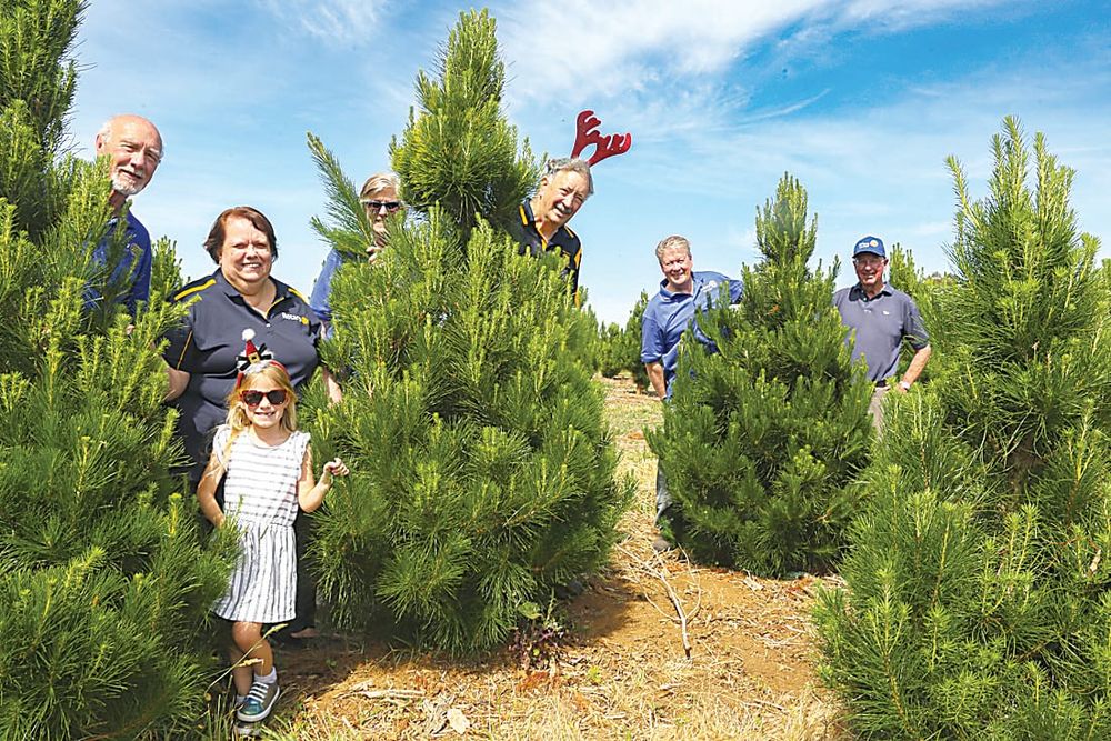 Last year for Rotary trees post image