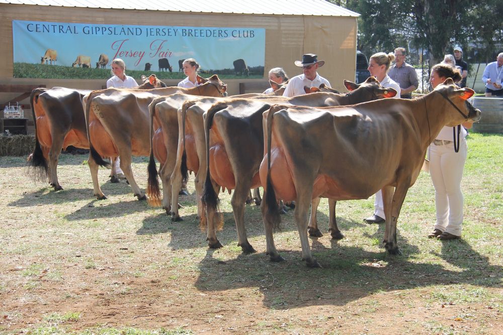 Jersey Fair - April 15, 2025 post image