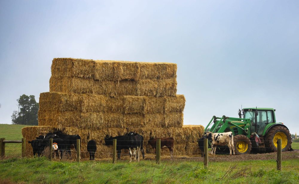 Watch for heating hay post image