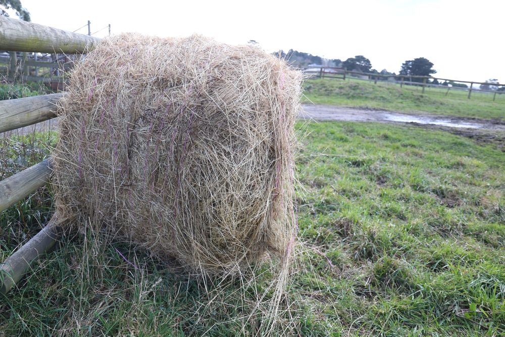 Is hay the best option? post image