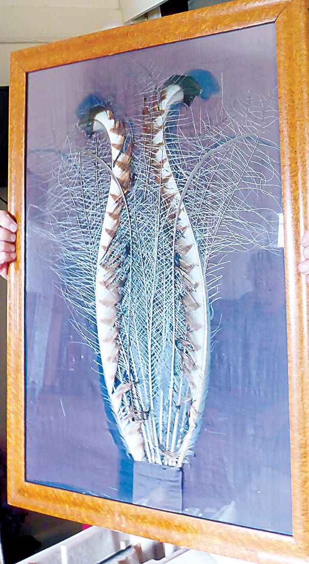 Snapshot of the past - "Jackie" the lyrebird post image