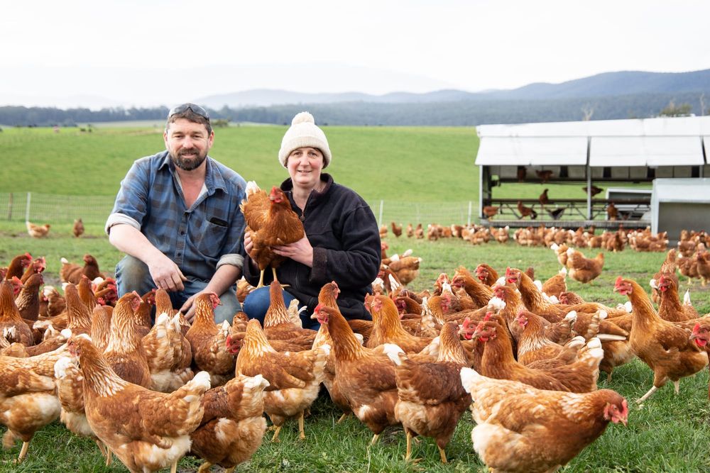 Gippsland Free Range Eggs to expand thanks to grant post image