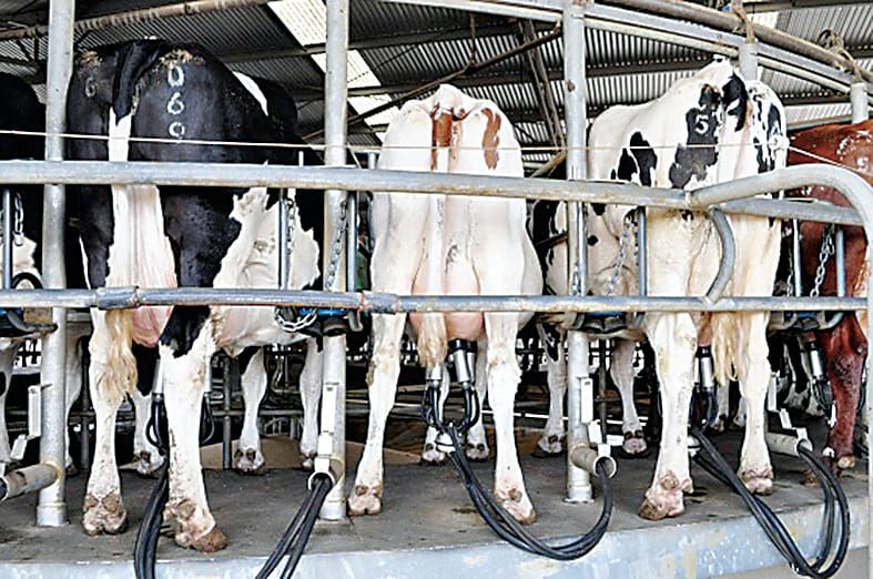 Managing mastitis in muddy conditions post image