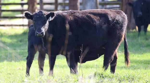 Saleyards sold post image