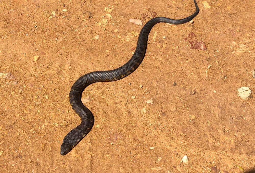 Snakes out as weather warms post image