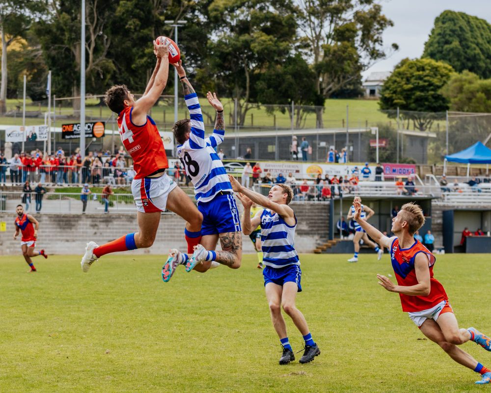 Lyrebirds wreak revenge on Cats post image