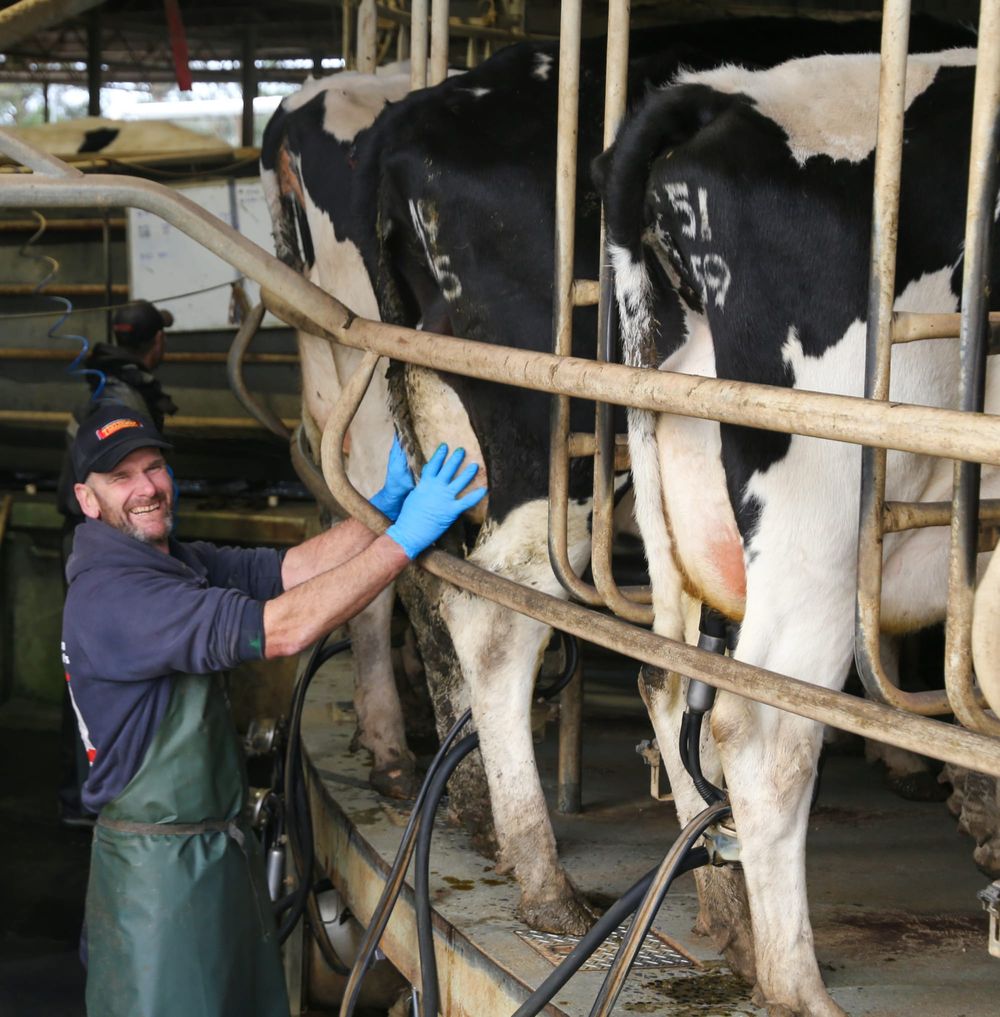 Dairy boom times post image