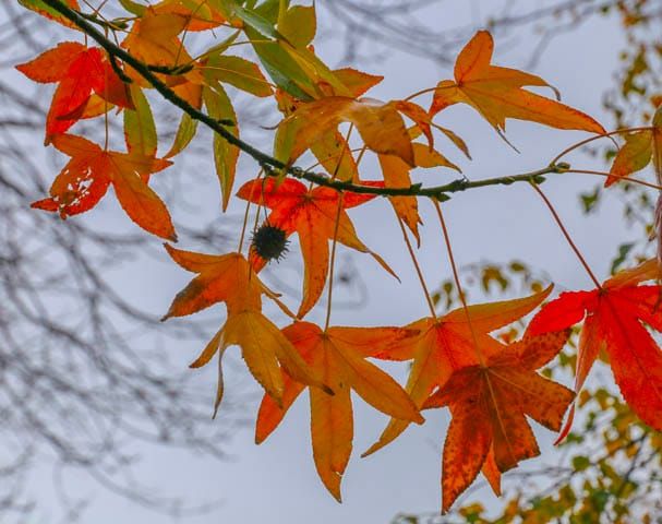 Autumn - 01.03.2023 post image