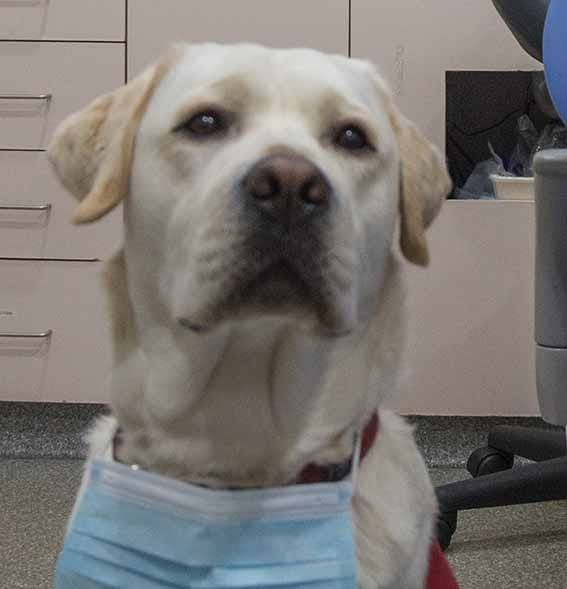 Dogtor Bruce lends paw post image